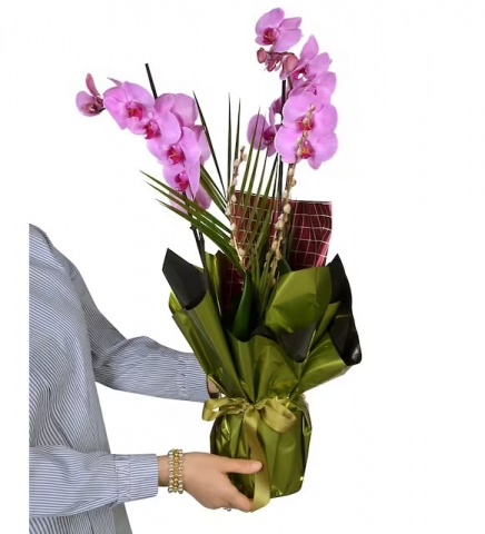 molise mor orkide serisi (3)