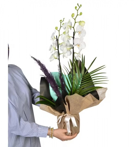 Molise beyaz orkide serisi