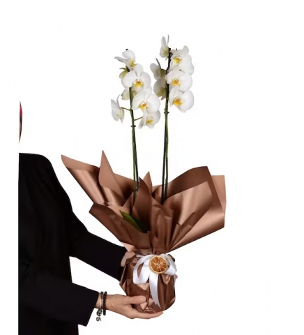 beyaz orkide 2 dallı
